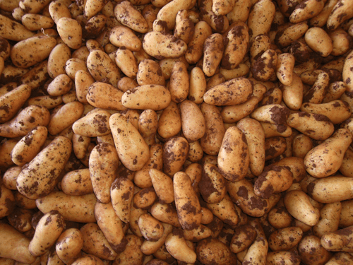Stadtmann_Kartoffeln_Zypern4