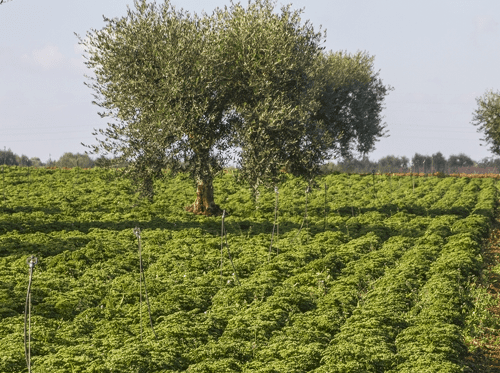 Italien4