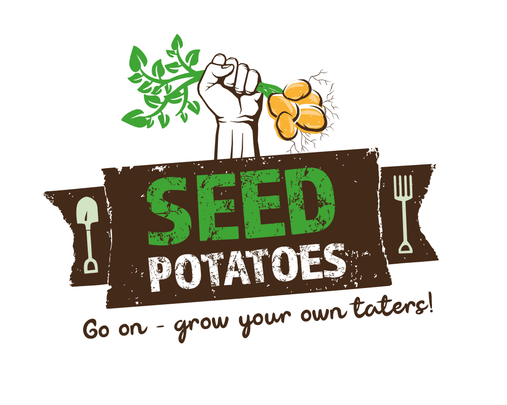 Seed potatoes unten___